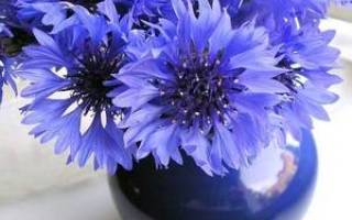 Растение с синими цветами