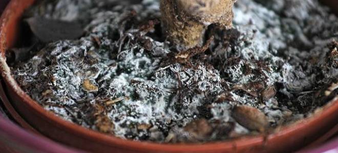 Почему земля в горшке покрывается белым налетом