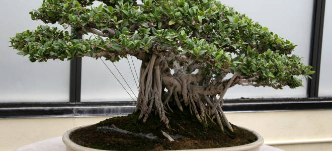 Выращивание бонсай в домашних условиях