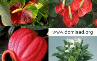 Красный цветок с желтым пестиком