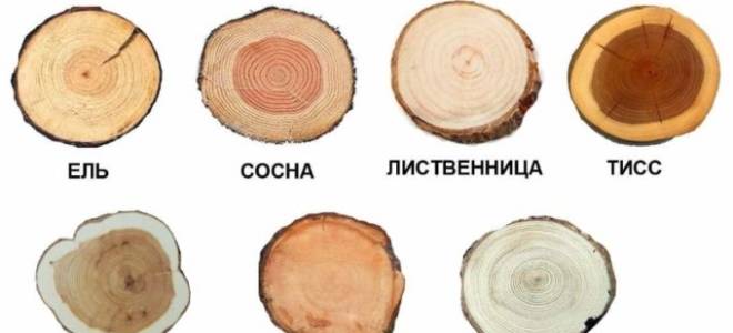 Какие хвойные деревья бывают
