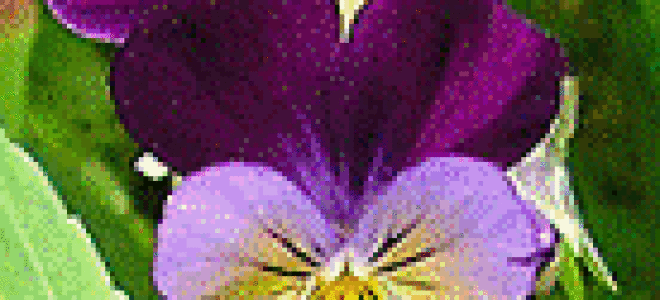 Анютины глазки многолетние