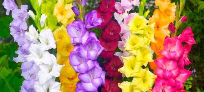 Гладиолусы уход и выращивание