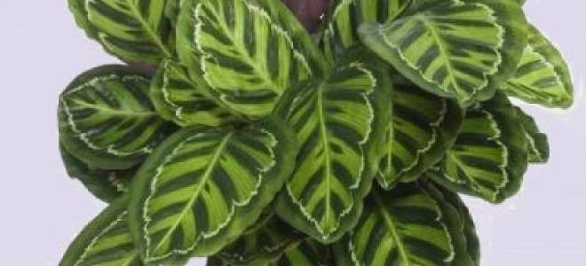 Калатея медальон уход в домашних условиях