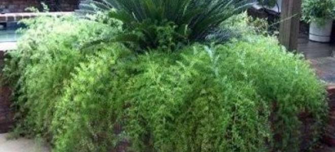 Аспарагус перистый уход