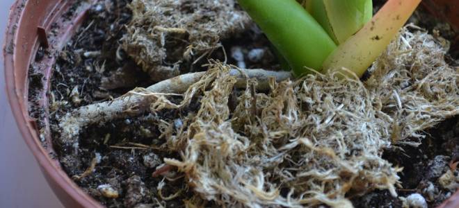 Антуриум какая земля нужна