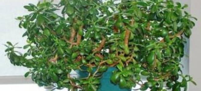 Толстянка крассула