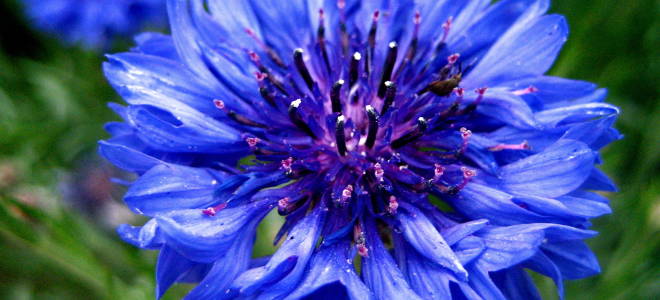 Василек голубой