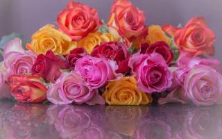 Значение цвета роз при дарении