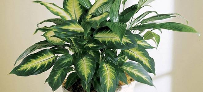 К чему цветет диффенбахия приметы