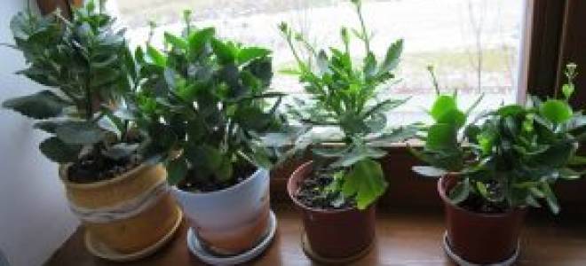 Земля для каланхоэ