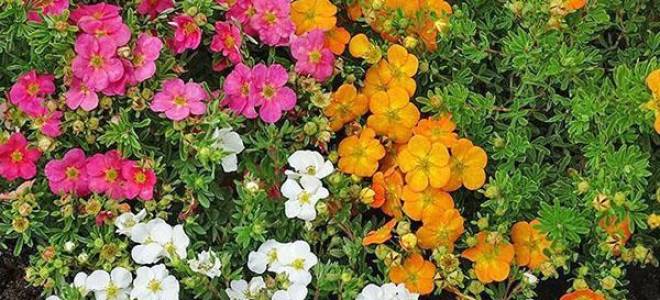 Как ухаживать за лапчаткой кустарниковой