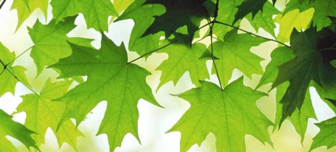 Как сажать клен