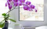 Как долго цветет орхидея в домашних условиях
