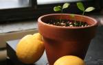 Как вырастить дома лимонное дерево