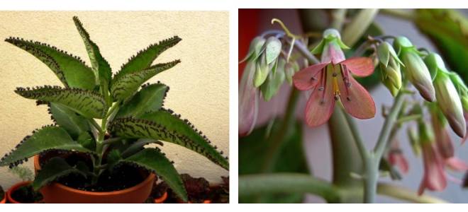 Все виды каланхоэ