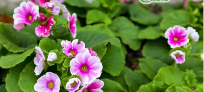 Примула обконика уход в домашних условиях