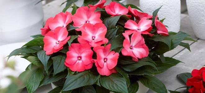 Комнатный цветок огонек