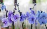 Коллекция голубой орхидеи