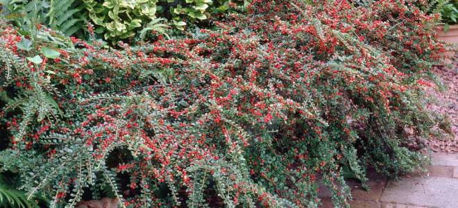 Кизильник горизонтальный посадка и уход