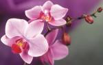 Сколько лет живет орхидея