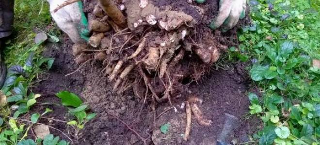 Когда лучше пересаживать пионы