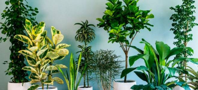 Комнатные растения которые очищают воздух