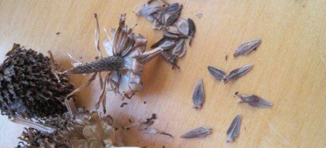 Циния выращивание из семян когда сажать