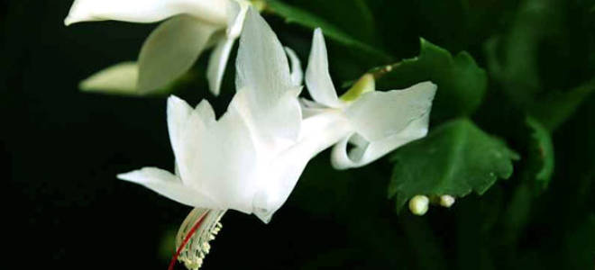 Как ухаживать за декабристом в домашних условиях