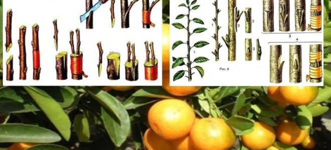 Как привить мандарин
