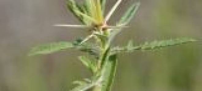 Онлайн определитель растений