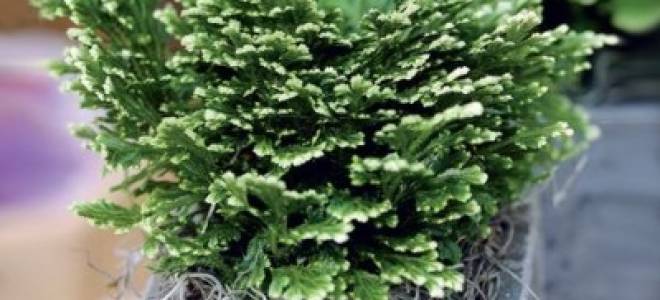 Селагинелла джори уход в домашних условиях