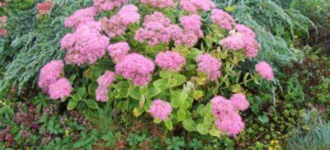 Очиток бриллиант