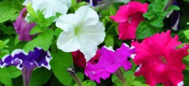 Петунии как ухаживать