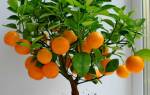 Как вырастить апельсин