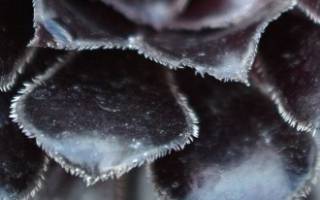 Суккуленты листовые