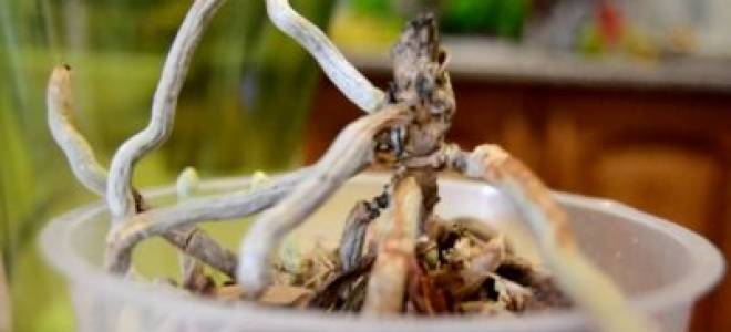 Как реанимировать орхидею без листьев