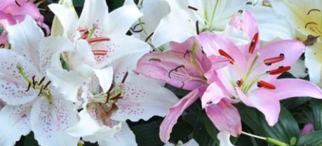 Какие лилии пахнут восточные или азиатские