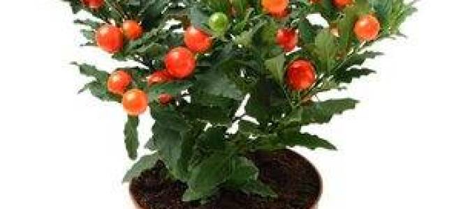 Как называется комнатный цветок