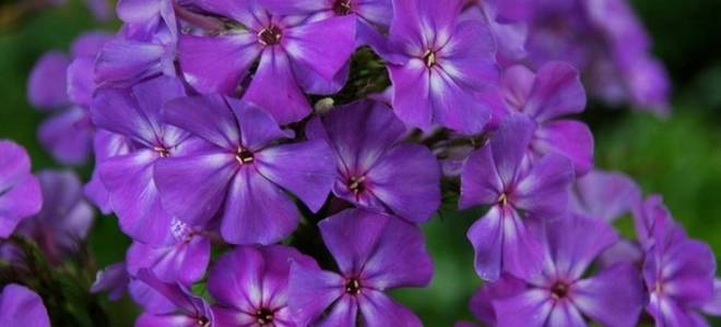 Флокс махровый многолетний