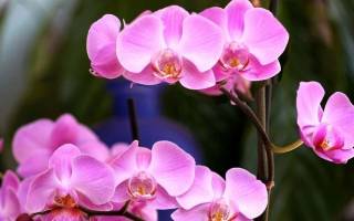 Черенкование орхидей в домашних условиях