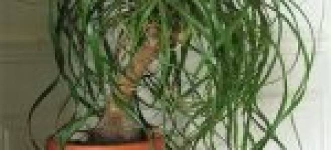 Грунт для нолины