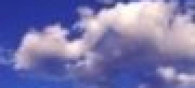 Пеларгония just jip