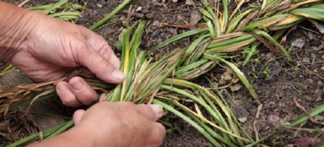 Когда выкапывать гиацинты