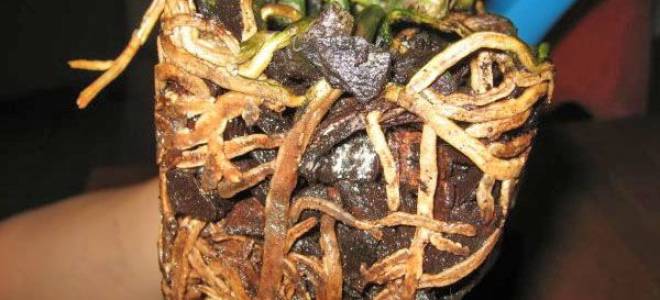 У орхидеи вялые листья