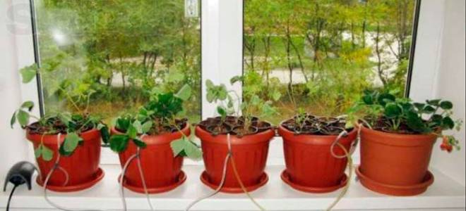 Выращивание растений