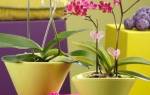 Можно ли сажать орхидею в непрозрачный горшок
