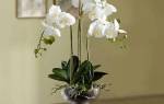 Реанимация орхидеи