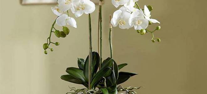 Реанимация орхидеи