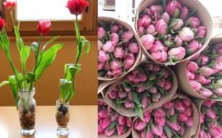Как выращивать тюльпаны